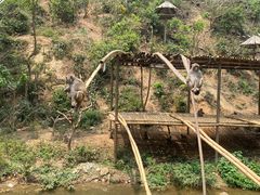 -西双版纳原始森林公园