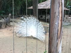 -深圳野生动物园