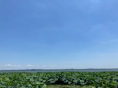 -渔娘蟹庄(阳澄湖莲花岛店)