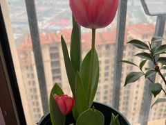 -煲宫猪肚鸡(昆山金鹰国际购物中心店)