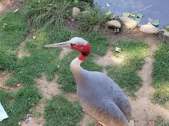 -西霞口神雕山野生动物世界