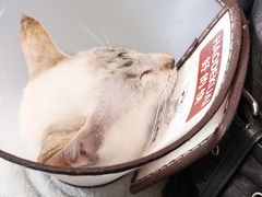 -团子家猫咪猫咖馆·柯基·柯尔鸭