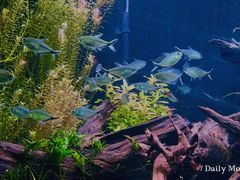 -上海海洋水族馆