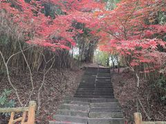 -铁山坪森林公园