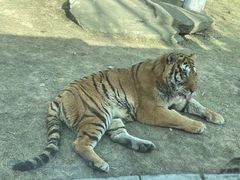 -北京野生动物园