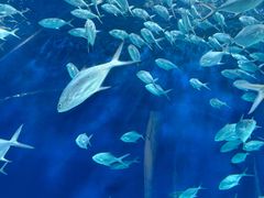 -上海海洋水族馆