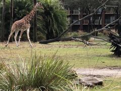 -奥兰多迪士尼动物王国乐园