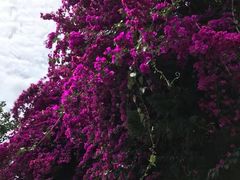 -野象谷景区