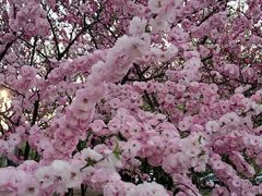 -群力丁香公园