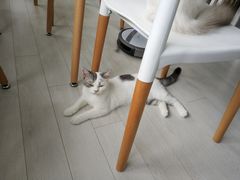 -喵的天空名猫咖啡馆·撸猫·猫舍·用品