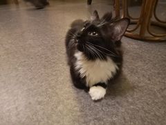 -猫色咖啡·猫咖