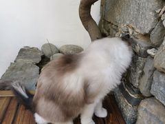 -喵屿·大理花园猫咖