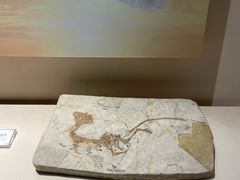 -辽宁古生物博物馆