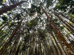 -中国科学院西双版纳热带植物园