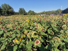 -长白岛森林公园