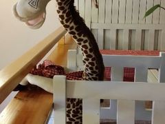 android_upload_pic-长颈鹿咖啡(大学路店)