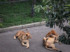 -大连森林动物园