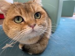 -猫在这儿猫咪咖啡馆·撸猫馆