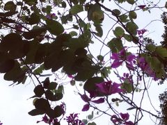 -九龙公园