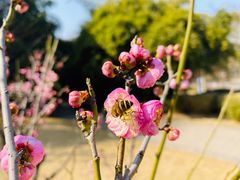 -新虹桥中心花园