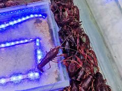小龙虾-川骄海鲜自助(河东店)