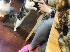 -李小姐の猫咖啡馆(五角场店)