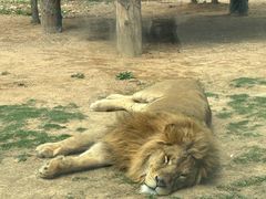 -西霞口神雕山野生动物世界