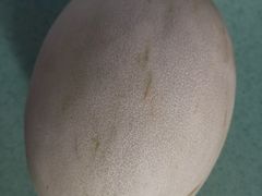 南汇玉姑瓜-西郊国际农产品交易中心