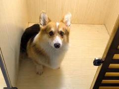 -宠物之家Pets Home 宠物寄养酒店