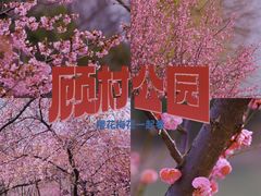 -顾村公园