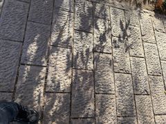 -习家池
