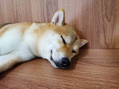 -柯斗斗主题餐厅·狗咖·围炉煮茶·茶饮(国瑞升平里店)