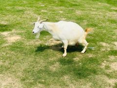 -上方山森林动物世界