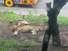 -大连森林动物园