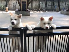 -TrueLove @ Neverland (Husky Cafe)