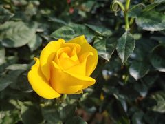 -人民公园(罗湖区)