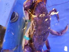 -高老庄新家宴(北斗星广场店)