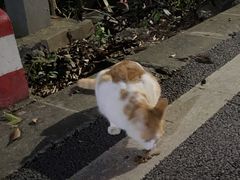 -羊子两室一厅