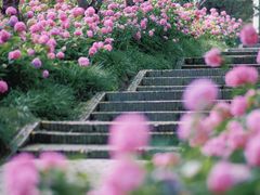 -上海滨江森林公园