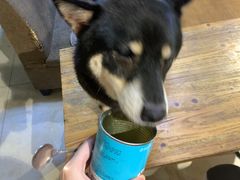 -萌喵宠狗爱心宠咖
