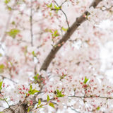 扬州樱花大道|🌸春日限定版的浪漫~