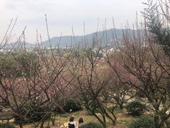 -香雪海