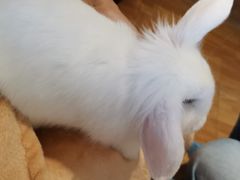 -猫猫幼稚园·撸猫·桌游·电玩