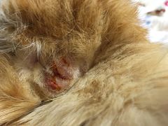-纳吉亚猫专科动物诊疗中心(蒋宅口分院)