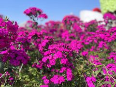 -松山湖梦幻百花洲