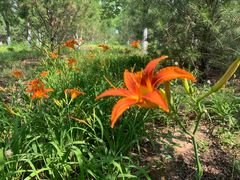 -永定河休闲森林公园