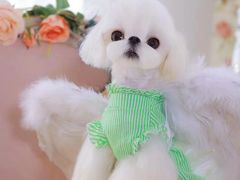 -萌宠之家·腊肠犬·马尔泰·小体犬舍