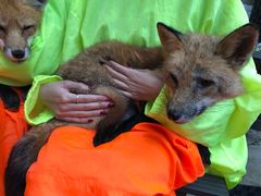 -宫城藏王狐狸村