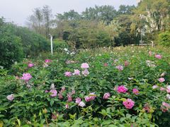 -人民公园(罗湖区)