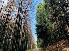 -山王坪喀斯特国家生态公园